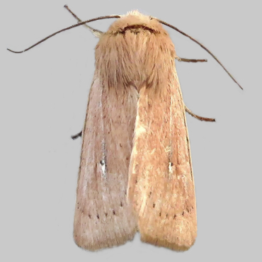 Picture of Mythimna sicula