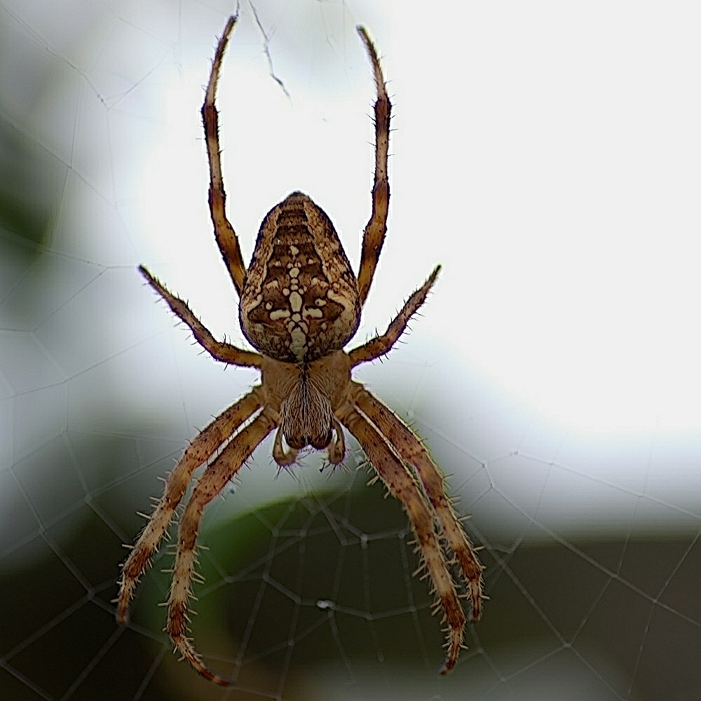 A close-up picture of a Cross Orb Weaver spider