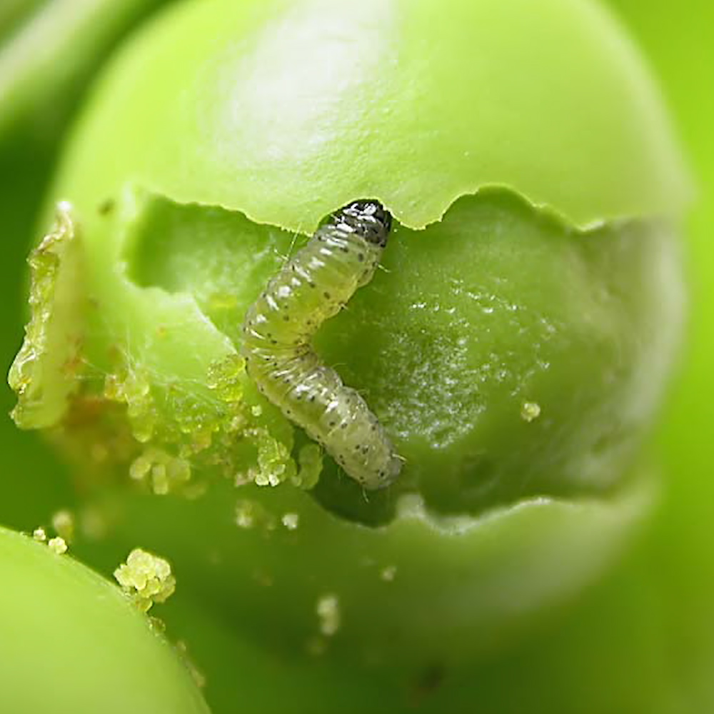 Photo of the caterpillar of the Pea Moth eating a pea