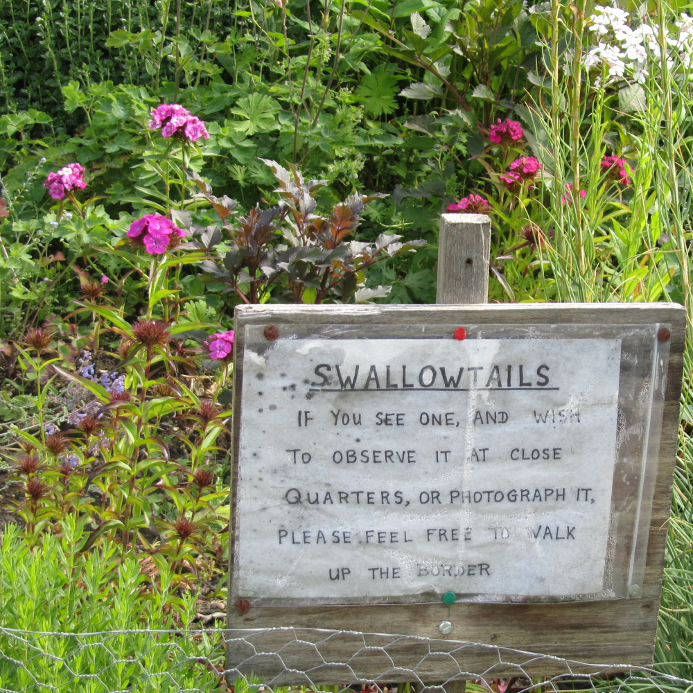 Flowerbed design of Swallowtail friendly plants, with a sign indicating anyone wishing to see any butteflies up close, feel free to get closer