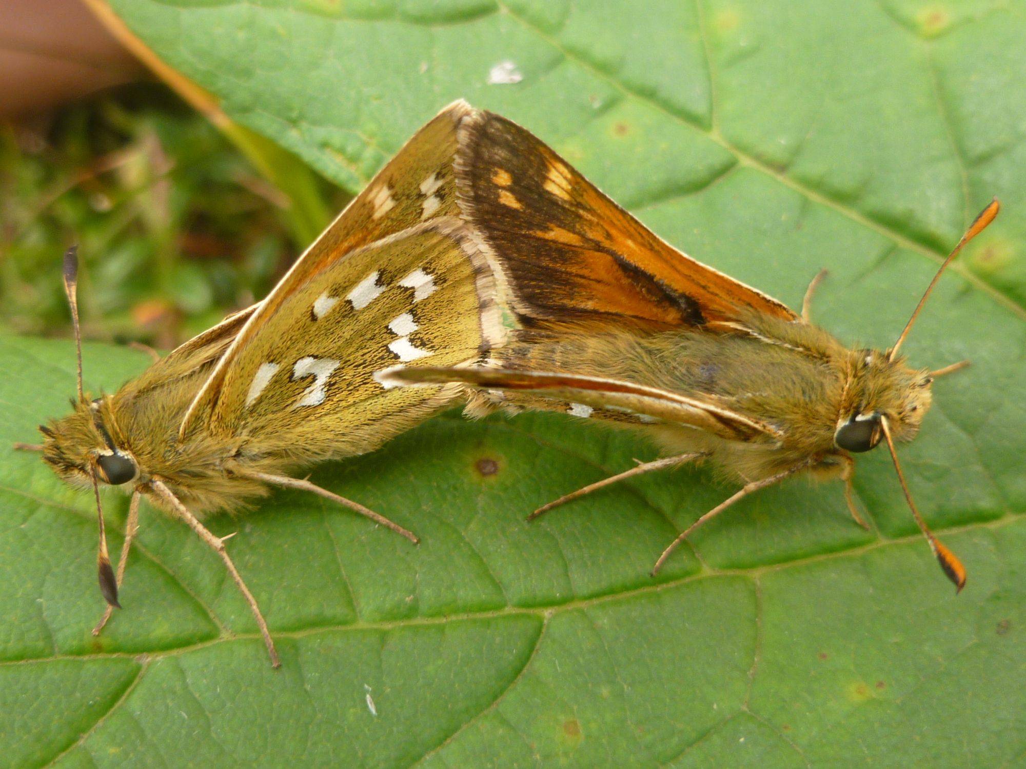 Two Silver-spotted skippers back to back, their abdomens connected, presumably for reproduction