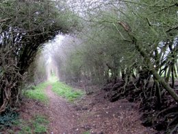 Photo of a path through the woods, the text 2023 graphically imposed in the distance of the path where it meets the horizon