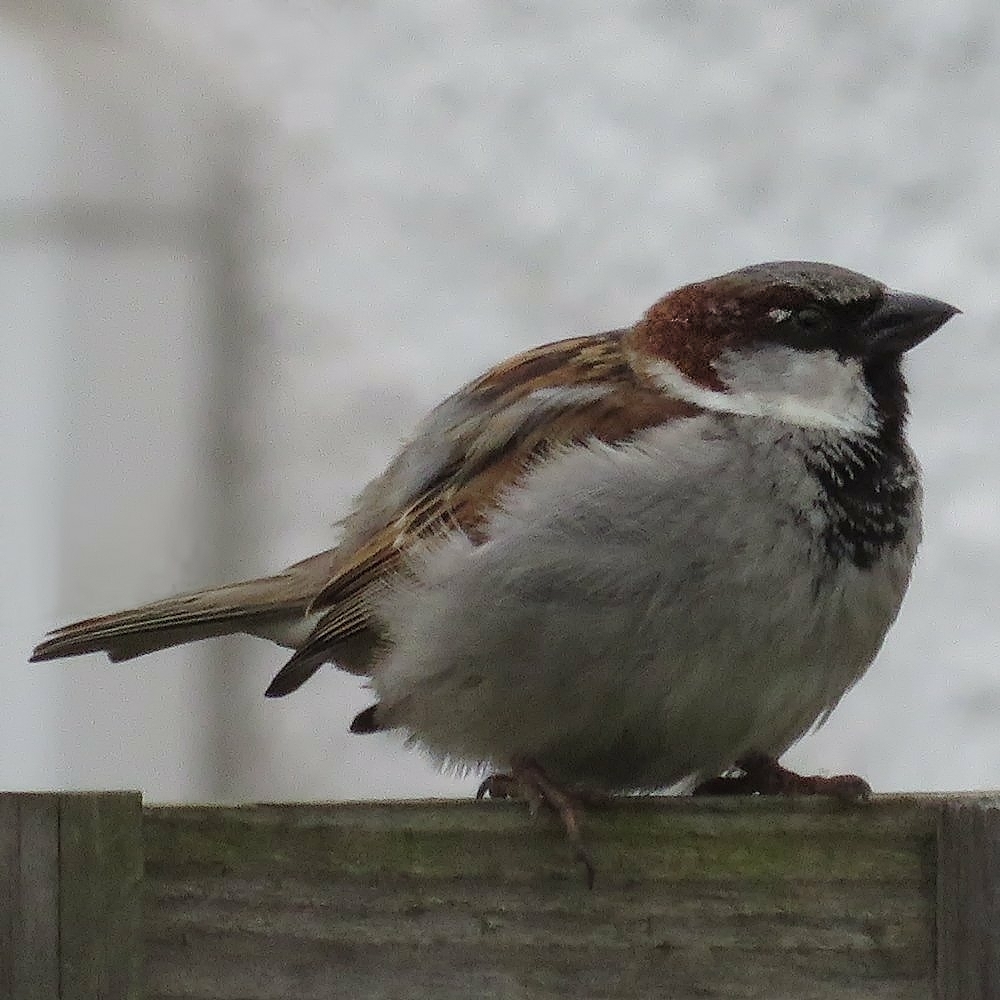 A Eurasian House Sparrow resting on a fence