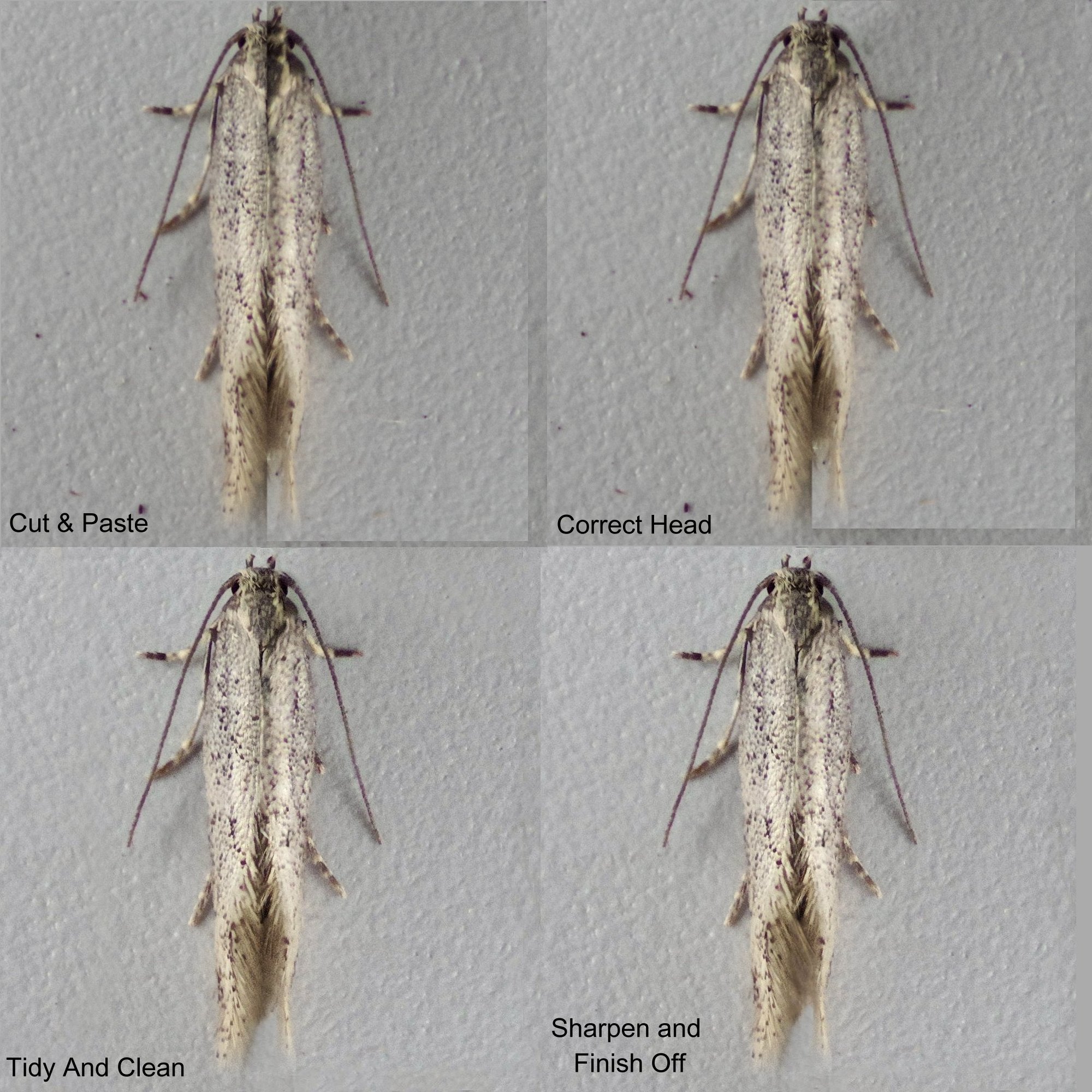 2x2 grid of photos of the Little Dwarf moth showing the final steps of my processing