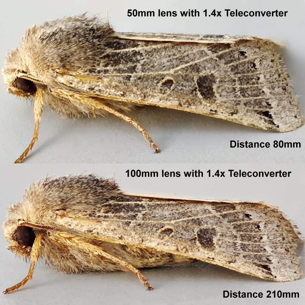 Comparison of two photos of the same species, taken with two different lenses at two different distances. The top photo 50mm lens with a 1.4x teleconverter from 80mm away. The second is 100mm lens with 1.4x teleconverter from 210mm away.