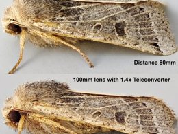 Comparison of two photos of the same species, taken with two different lenses at two different distances. The top photo 50mm lens with a 1.4x teleconverter from 80mm away. The second is 100mm lens with 1.4x teleconverter from 210mm away.