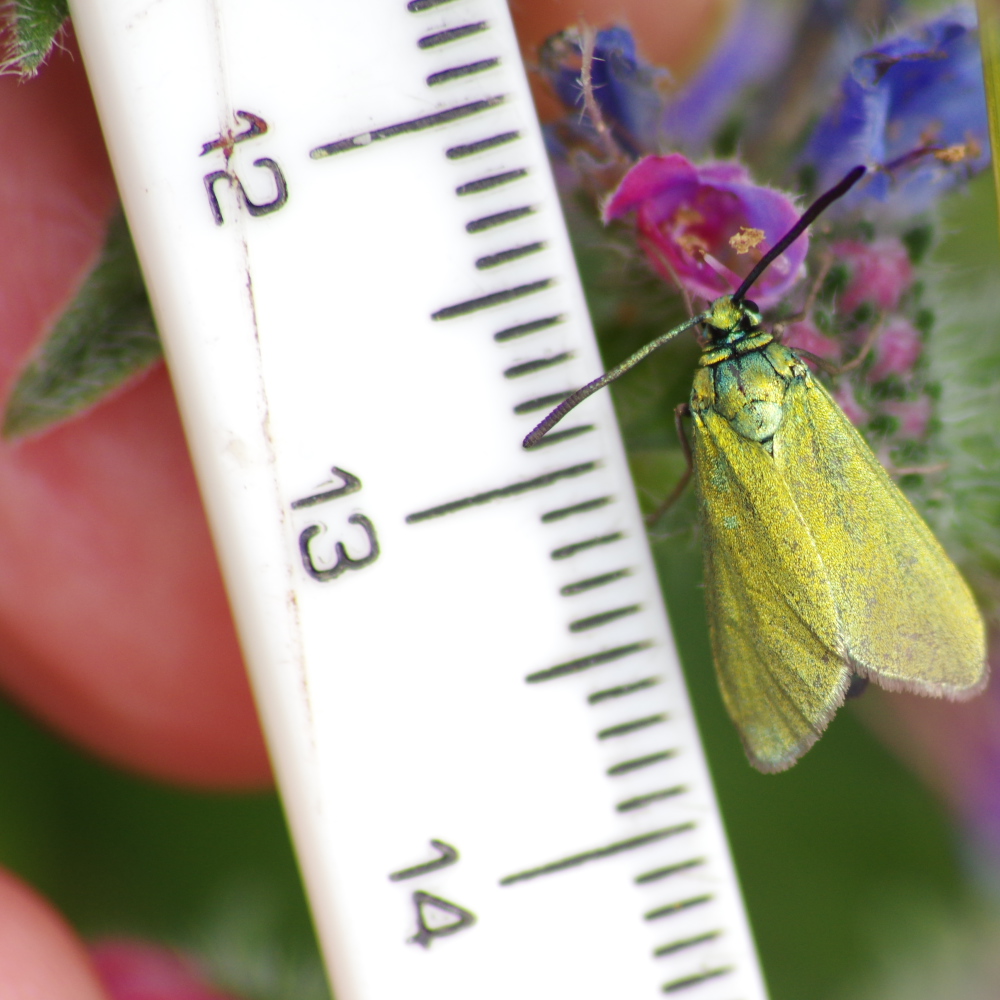 Measuring a species resting on a flower by holding a ruler next to it