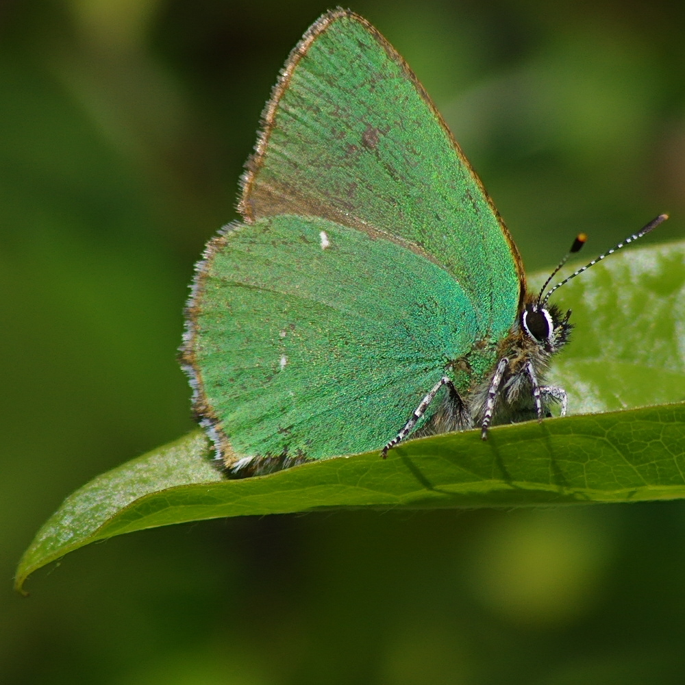Green Hairstreak butterfly resting on a leaf