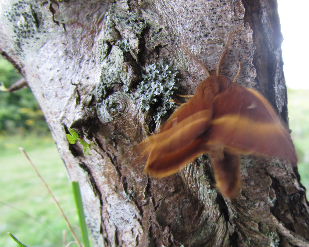 Oak Eggar moth on a tree trunk taking flight