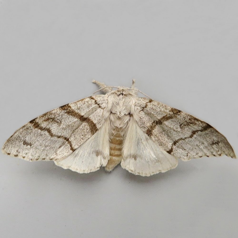 A female Pale Tussock