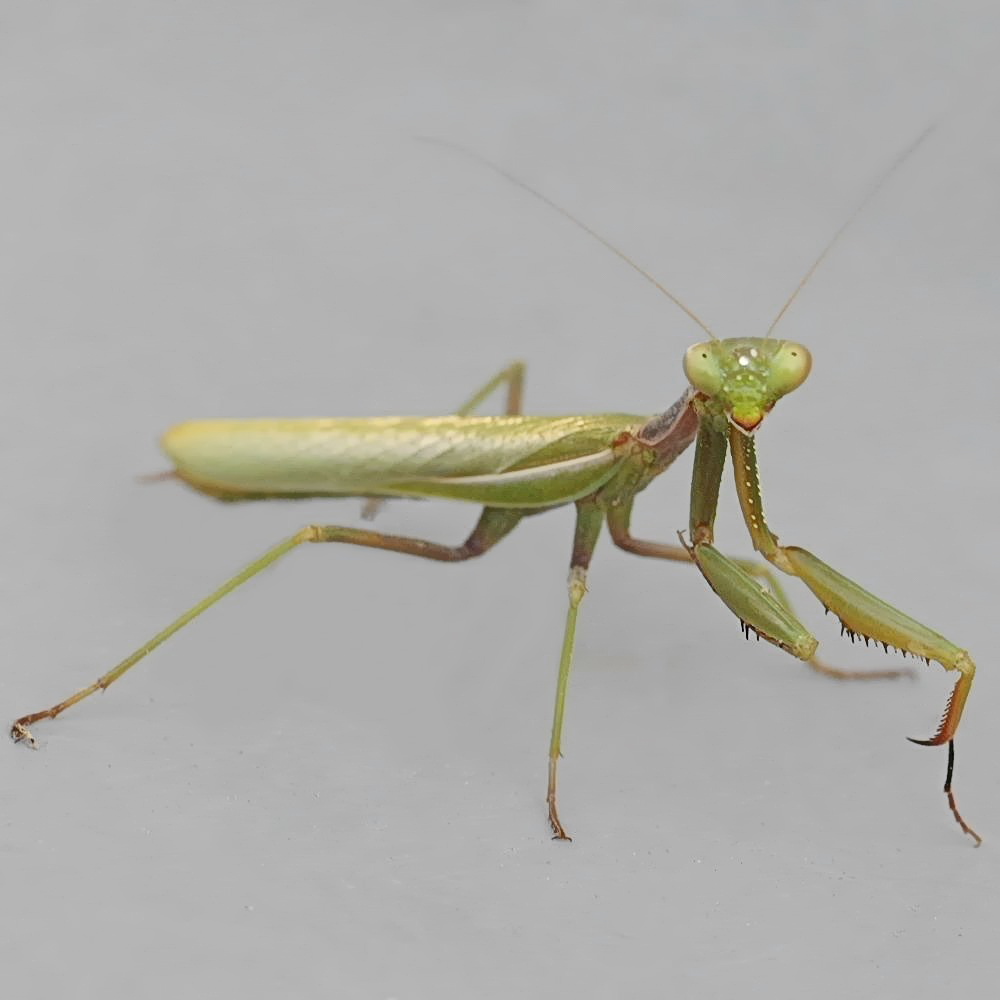 Close up side shot of a preying mantis