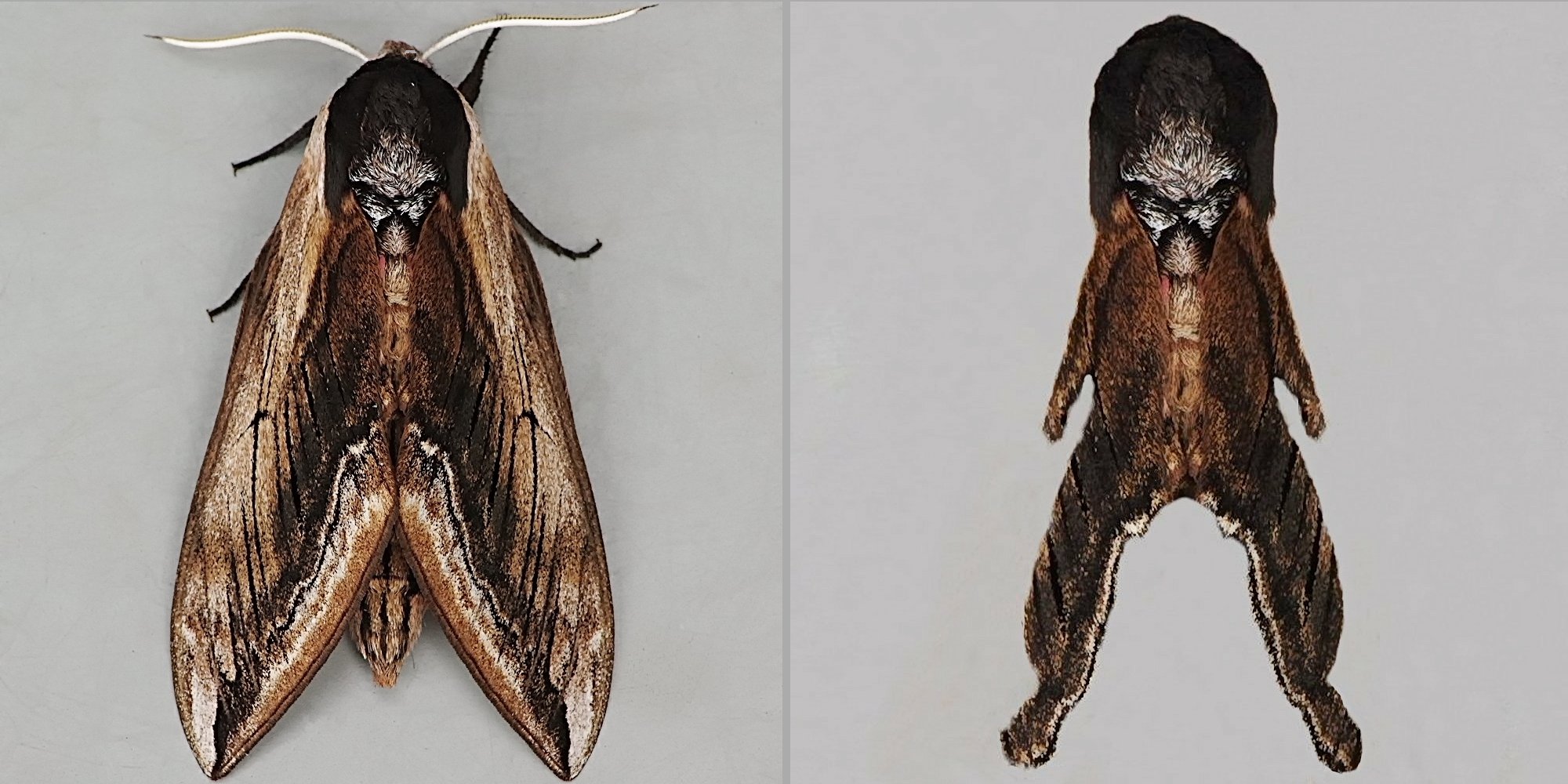 Before and after top-down shot of a moth, where I saw the outline of a person wearing an 80's style glam-rock wig, and trimed to show it