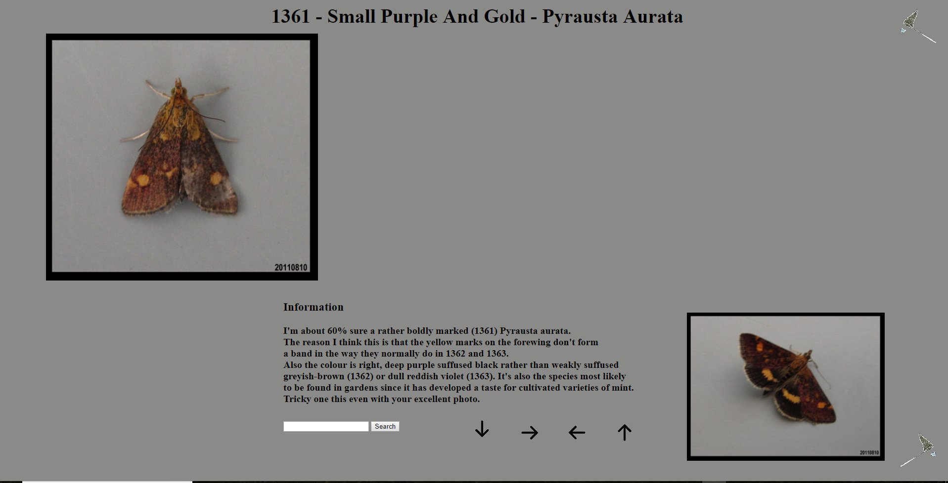 A web page which was the protoype of the main site, holding a couple images of a moth and some notes about that species