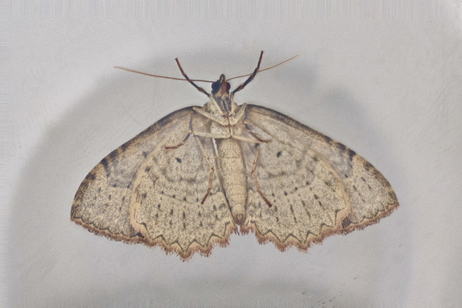 The same underbody shot of a Tissue moth above, but with the blue tint colour corrected away