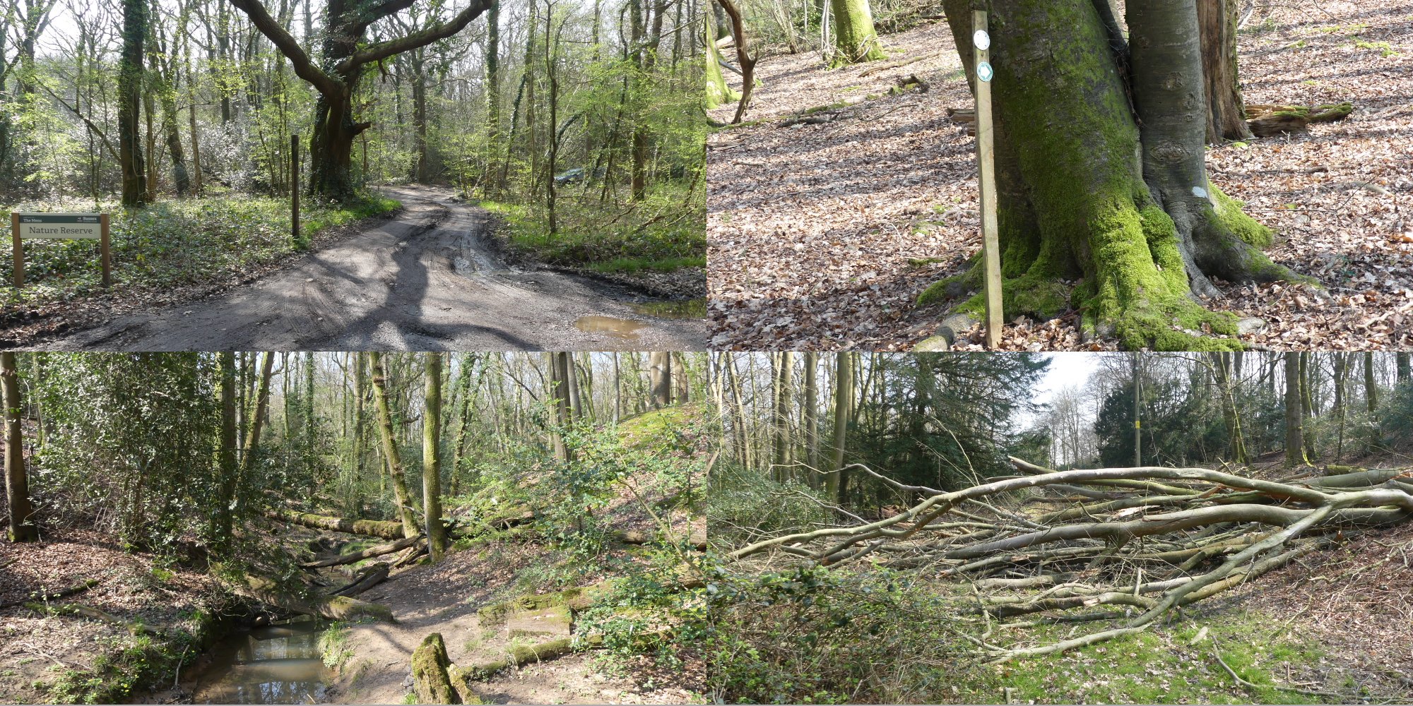2x2 collage of shots from the woods of trees and paths