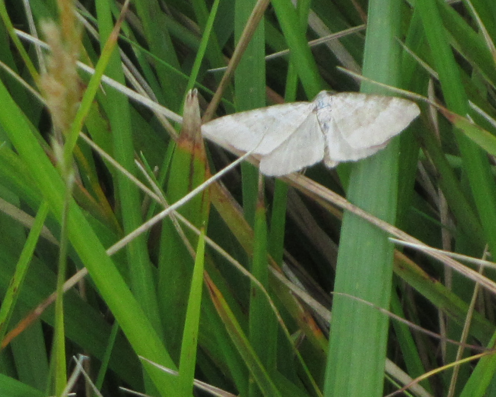 Chalk Carpet moth on a blade of grass