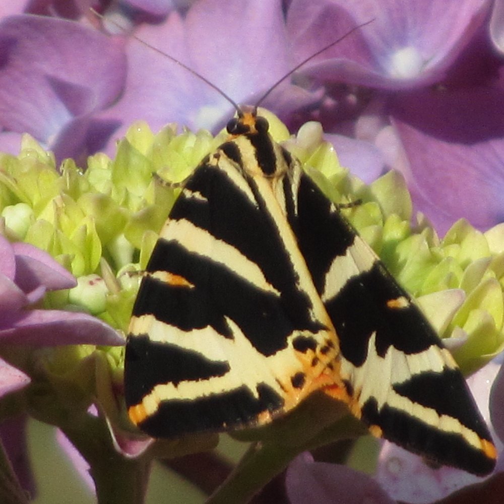 Jersey Tiger moth resting on a plant