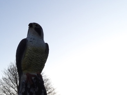 A plastic Sparrow Hawk installed on a fence post