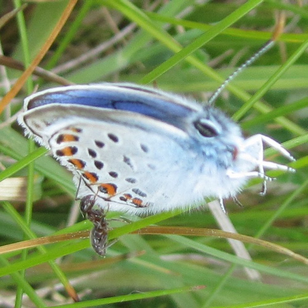 Ant climbing on the wing of a Silver-studded Blue