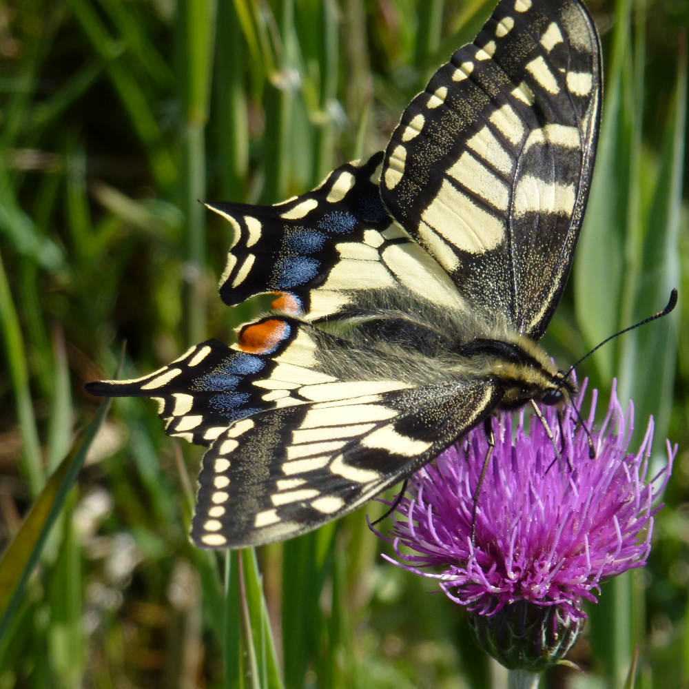 Swallowtail butterfly feeding on the flower of a Thistle