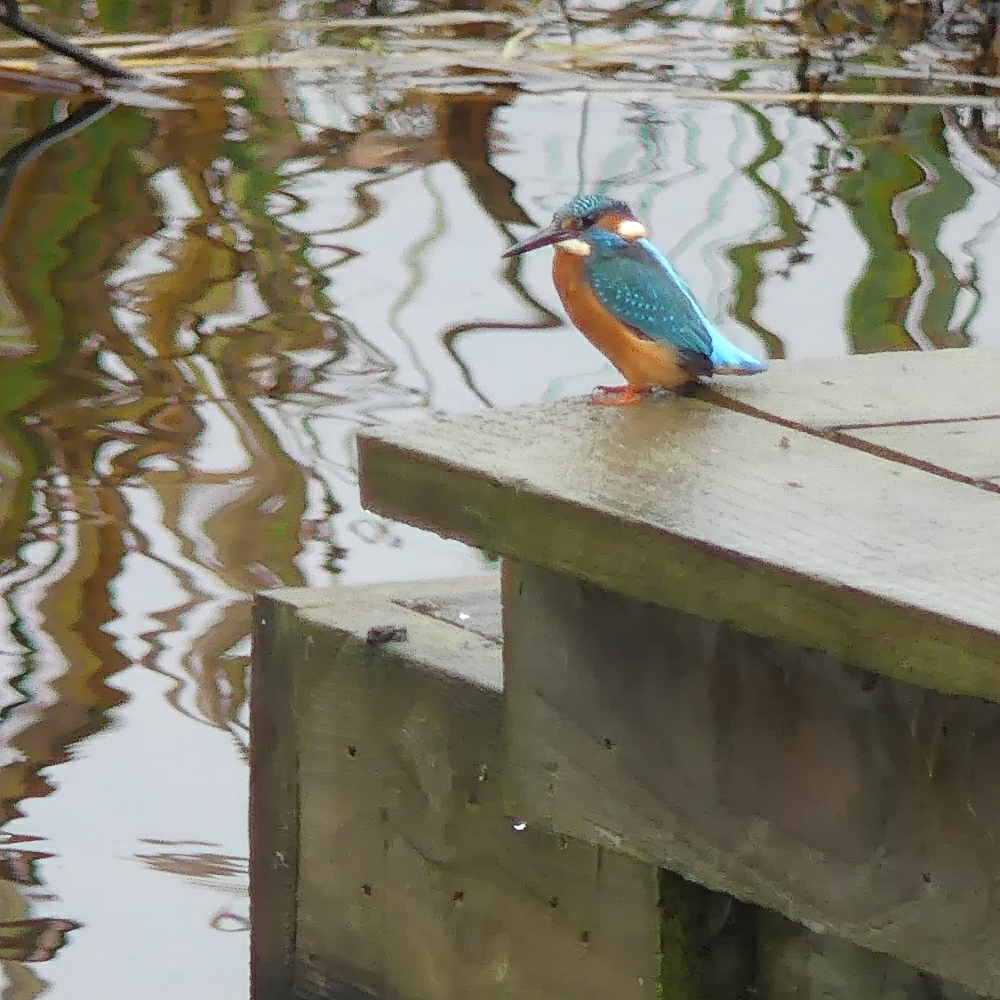 Photo of a Kingfisher resting on the docks of a lake