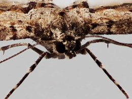 Close up front shot of a Barred Tooth-striped