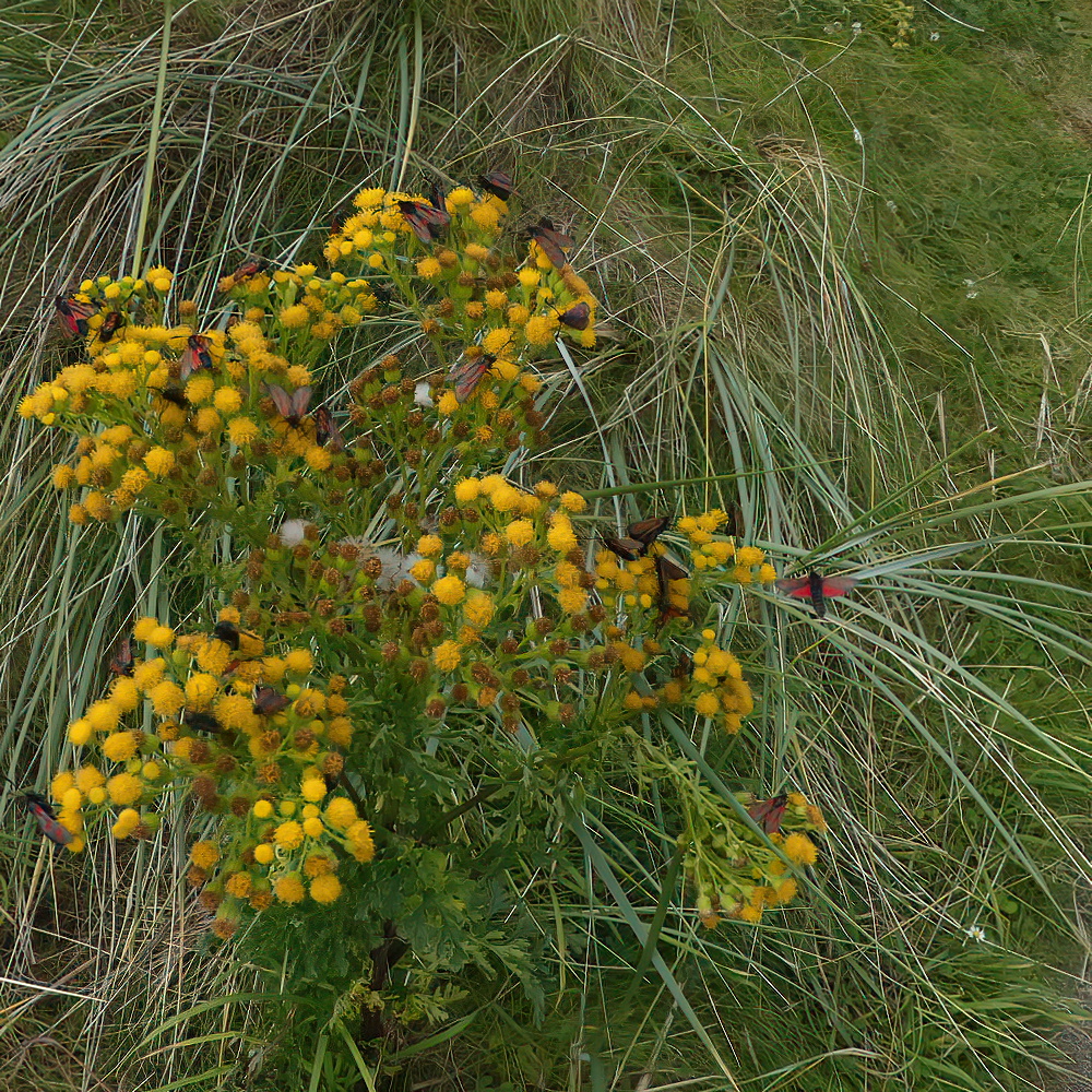 A cluster of six-spot Burnet moths resting on clump of yellow flowers