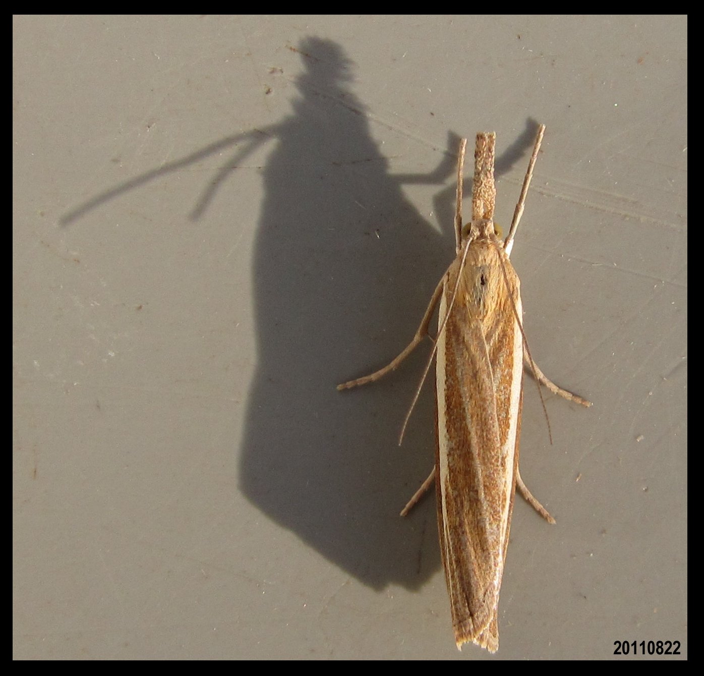 Top down view of a moth, casting a long shadow