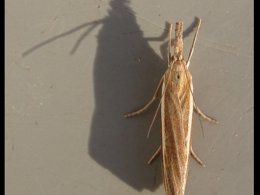 Top down view of a moth, casting a long shadow