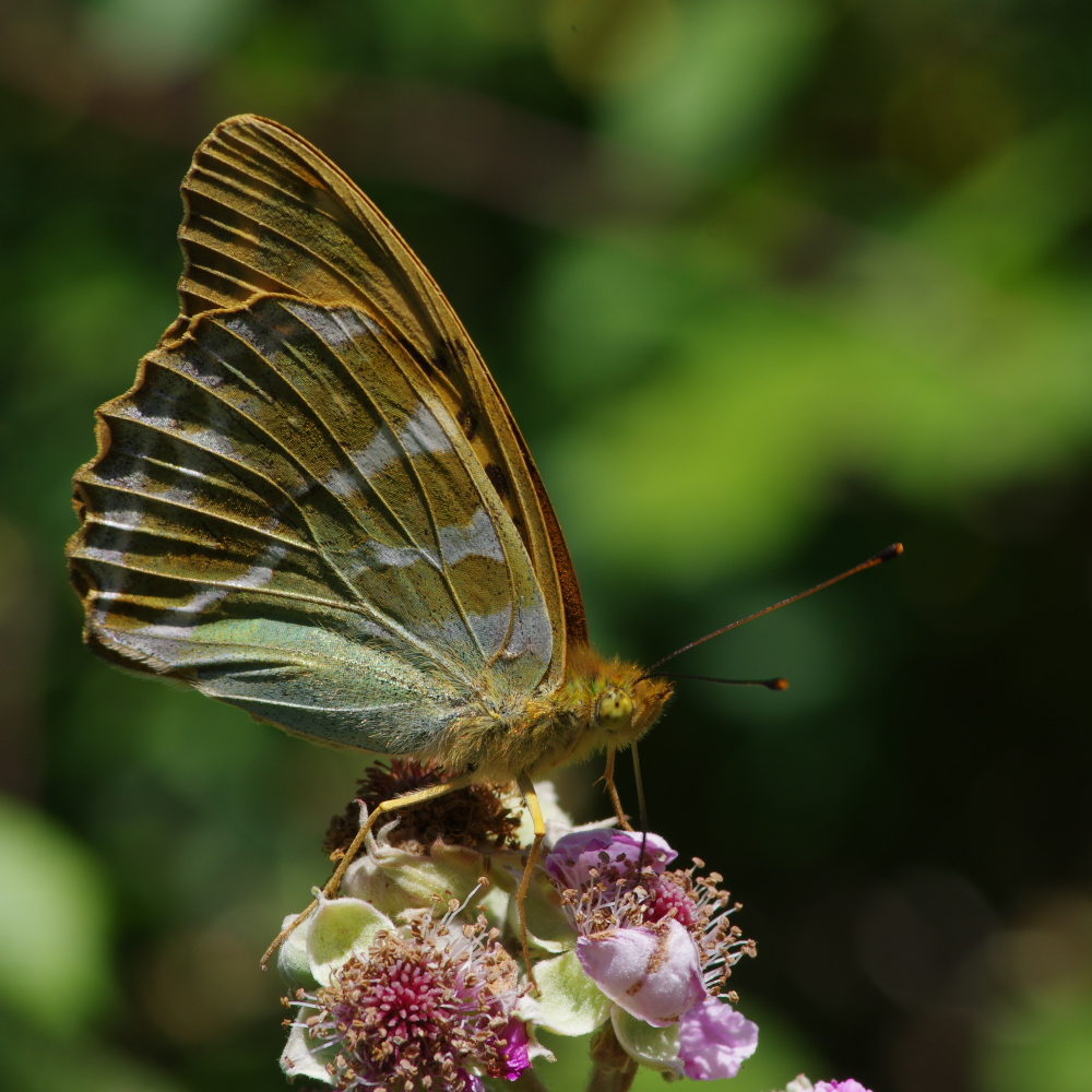 A Silver-washed fritillary feeding from a flower