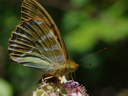 A Silver-washed fritillary feeding from a flower