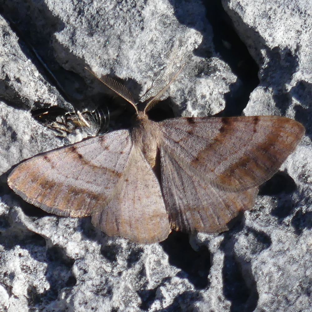 Bordered Grey moth resting on a grike