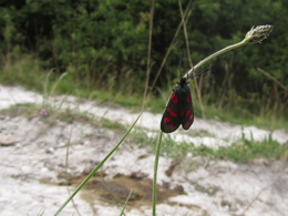 A six-spot burnet resting on a tall stalk of a plant