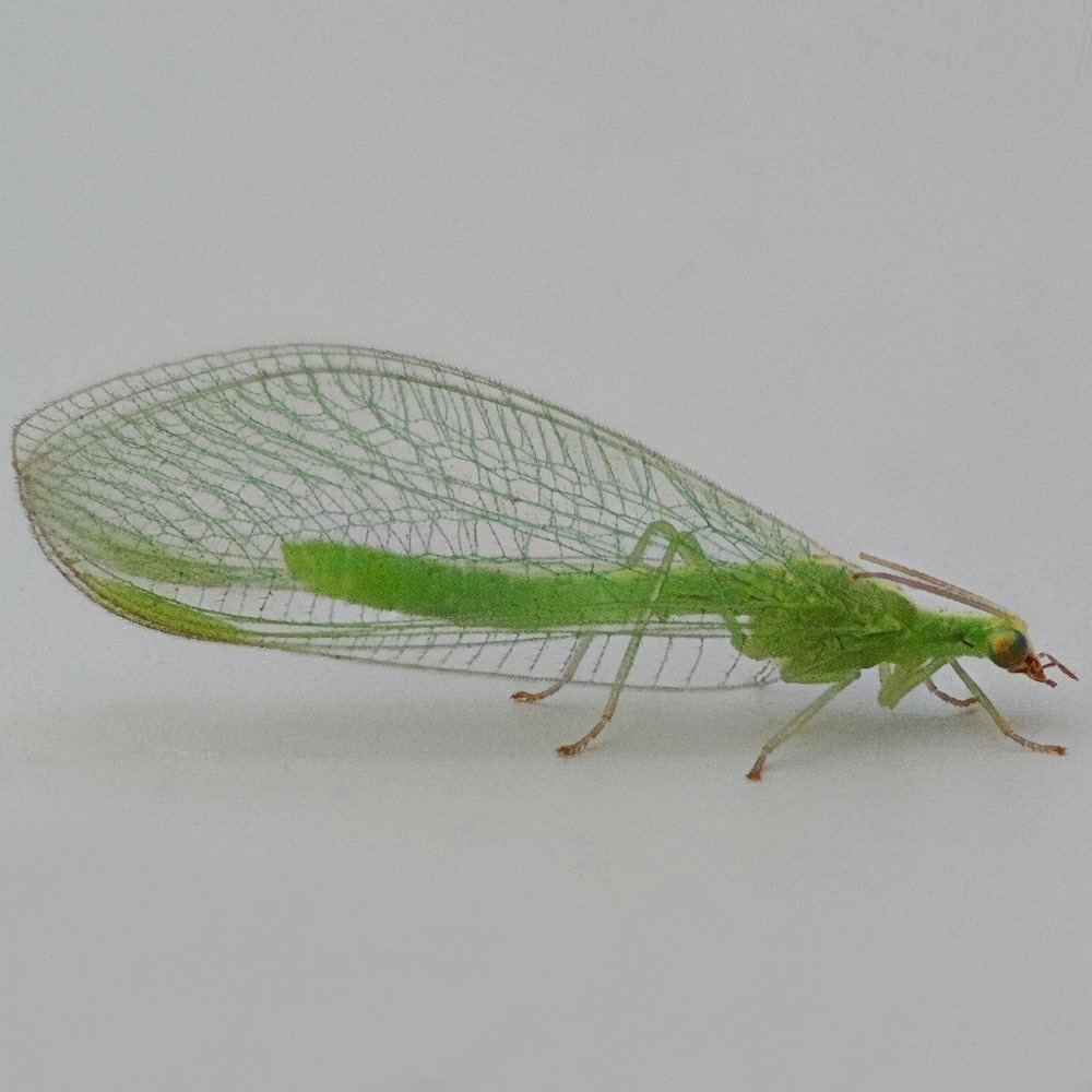 Close up side shot of a Green Lacewing
