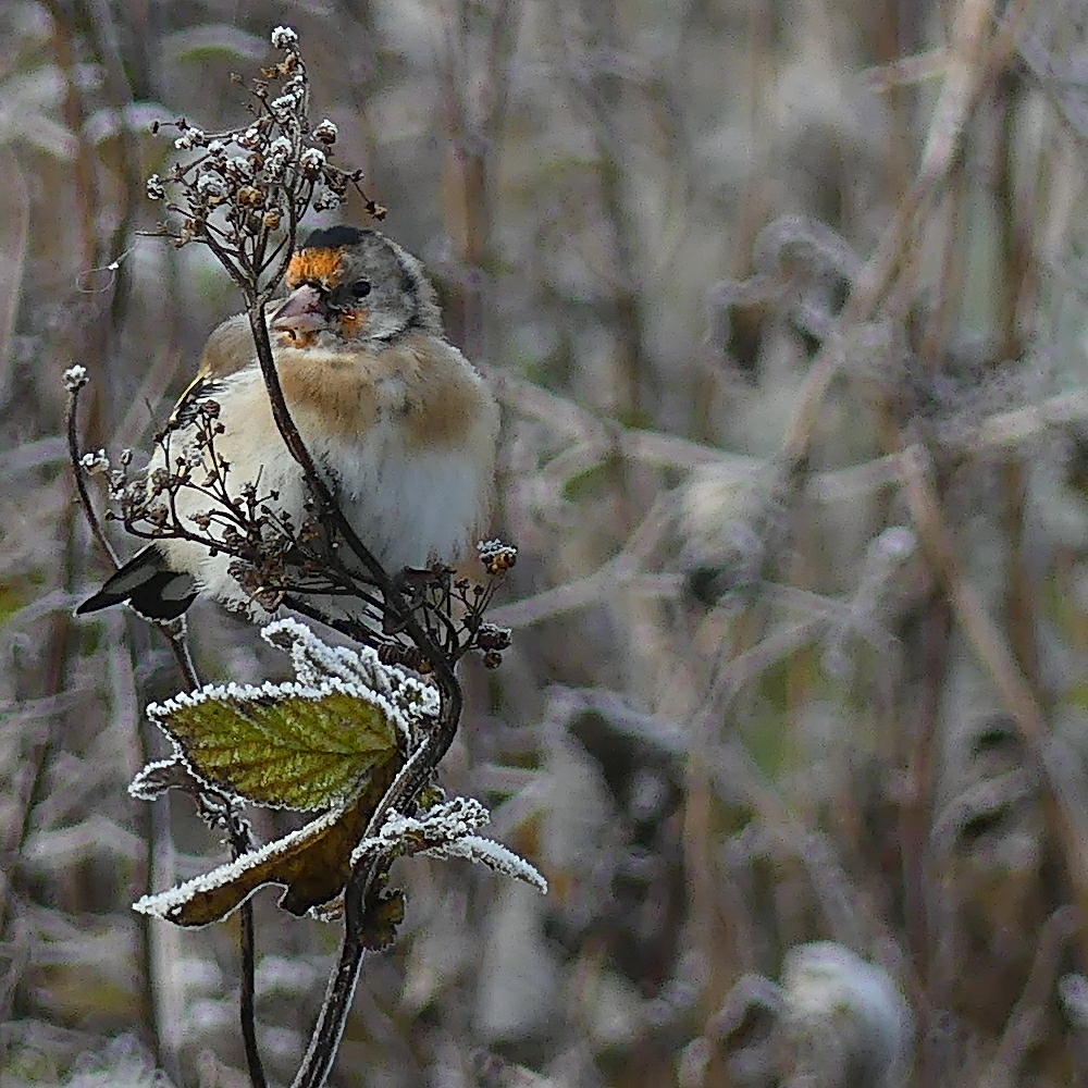 Photo of a Goldfinch resting on a frosty branch