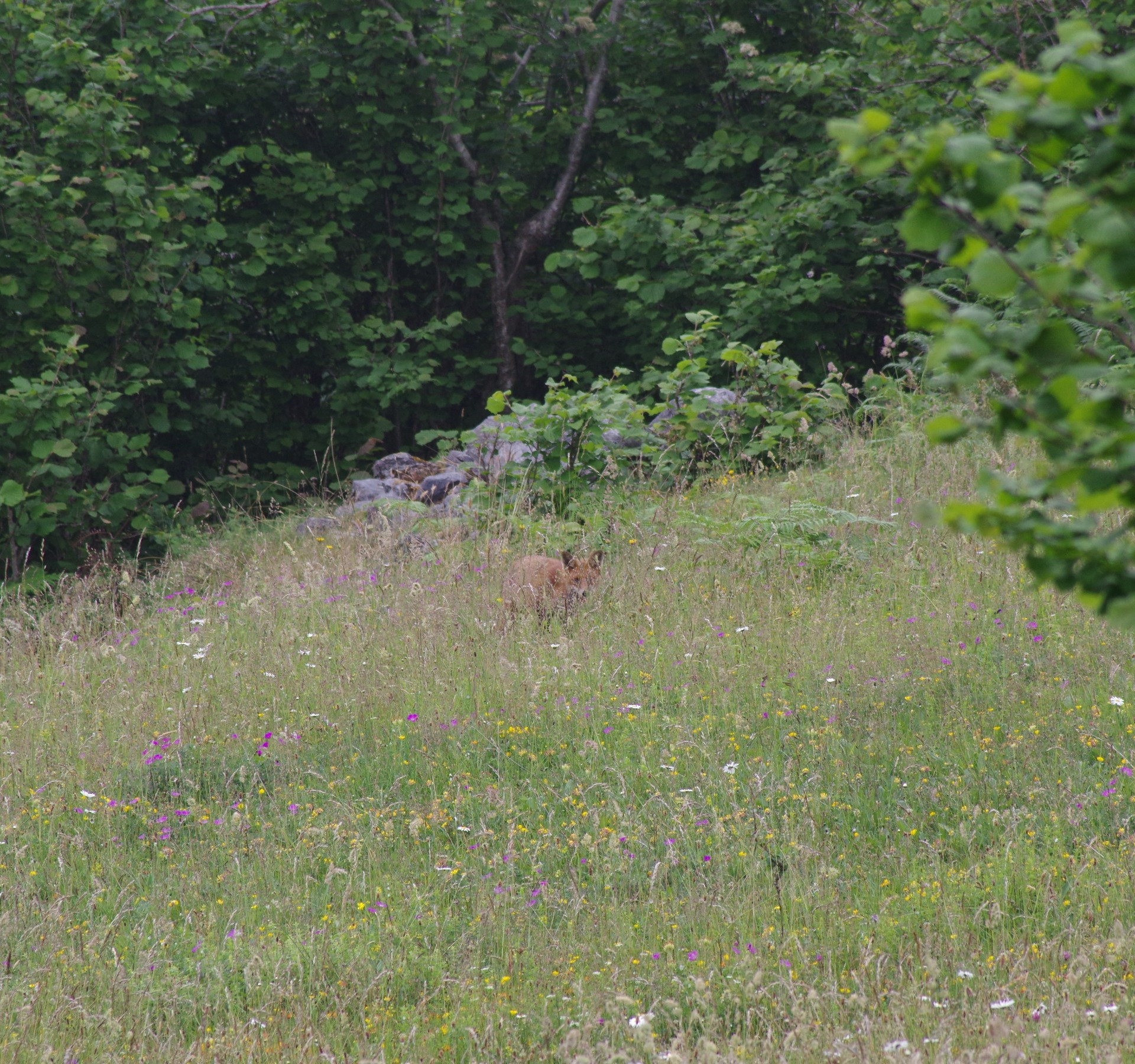 A photograph of a fox semi-hidden among the tall grass and wildflowers