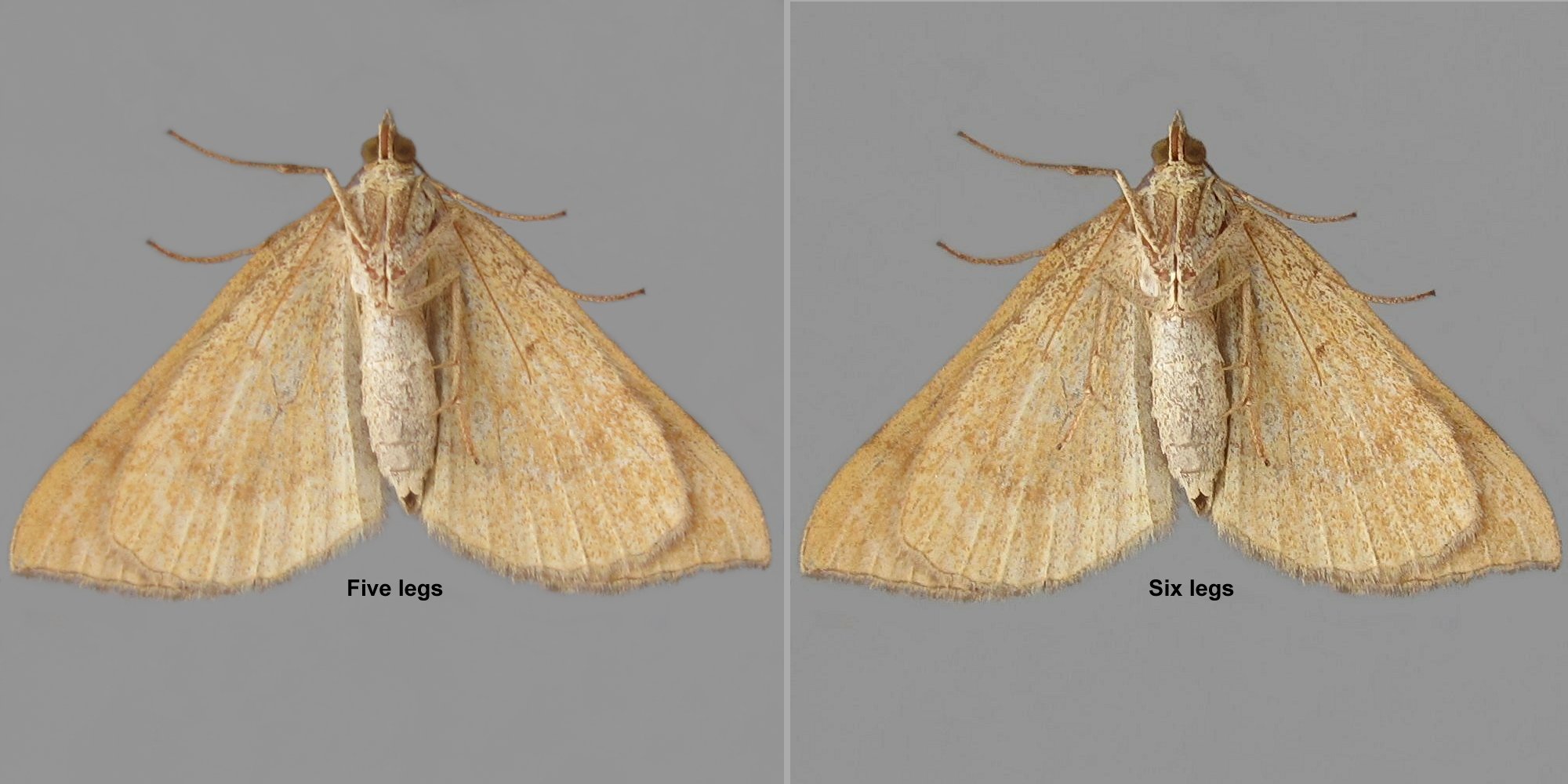 Side by side comparison of a photo of a species, where the original has lost one leg from natural causes, the second has been edited to restore the leg using the matching one from the other side of the body