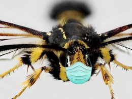 Front photo of a moth, with a PPE face mask put over it's mouth