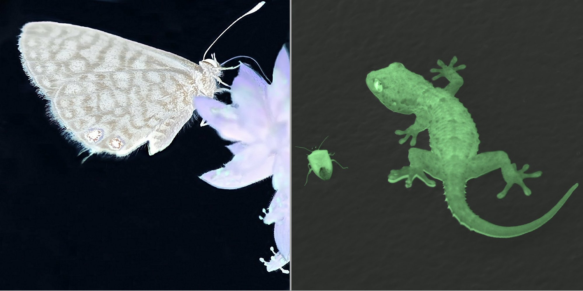2 examples of images where I had tweaked the colours balance, the first is a negative image of a species on a flower, the second is a neon green gecko and shield bug