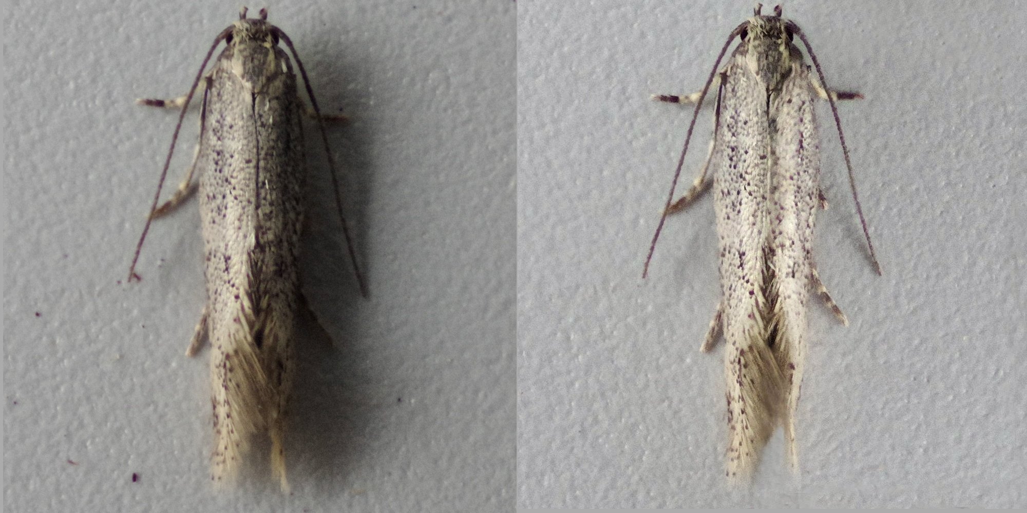 Before and after, top down shot of a little dwarf moth with shadows removed