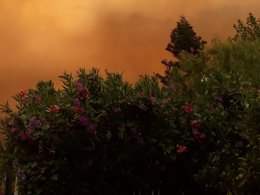 Landscape photo of a bush, the background obscured by a red dust fog