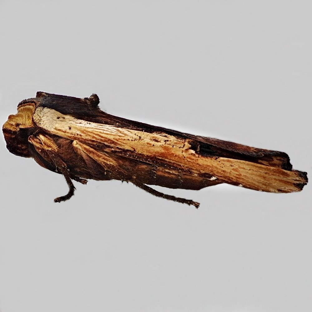 Side shot photo of a Red Sword-grass