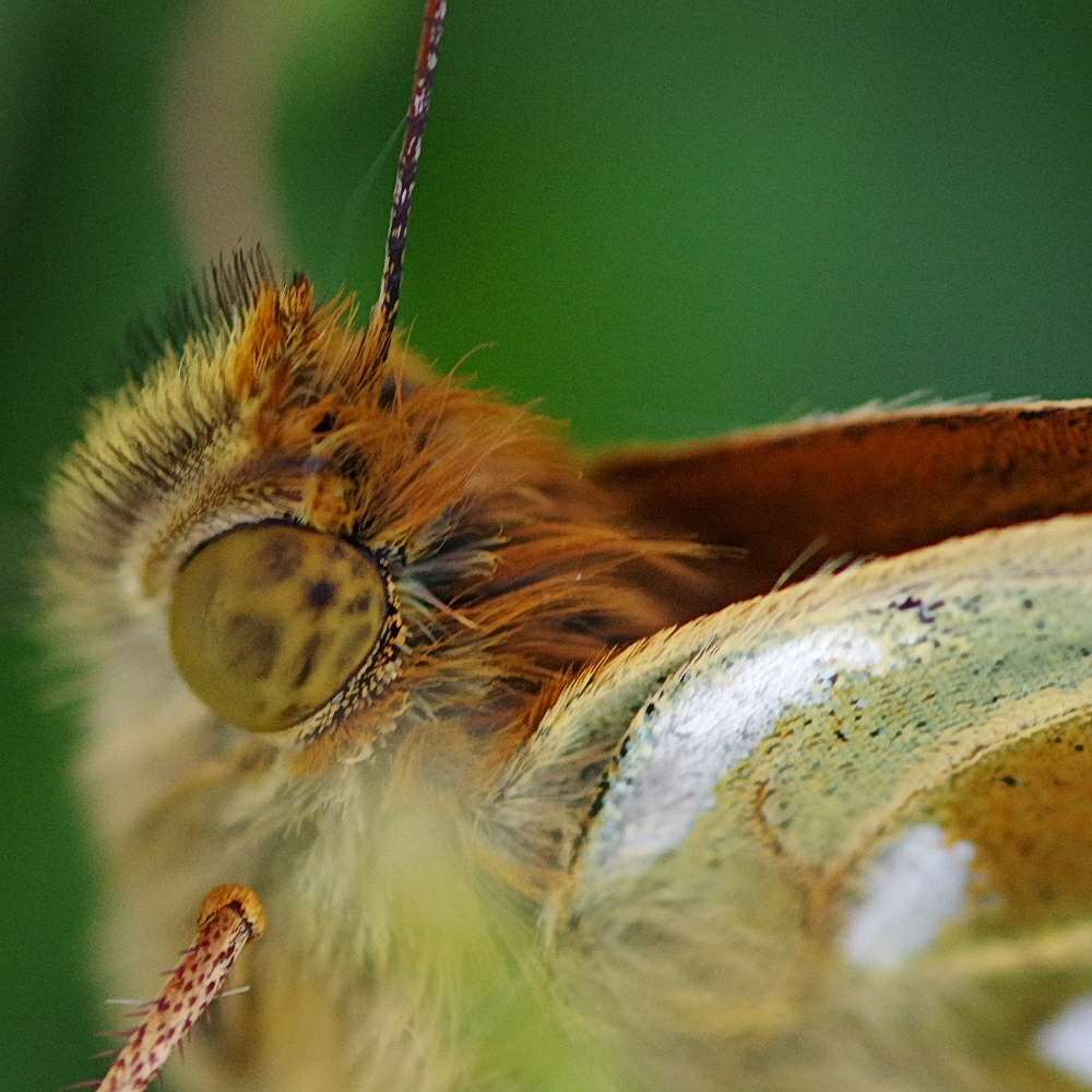 Close-up shot of the face of a Dark Green Fritillary butterfly