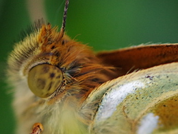 Close-up shot of the face of a Dark Green Fritillary butterfly