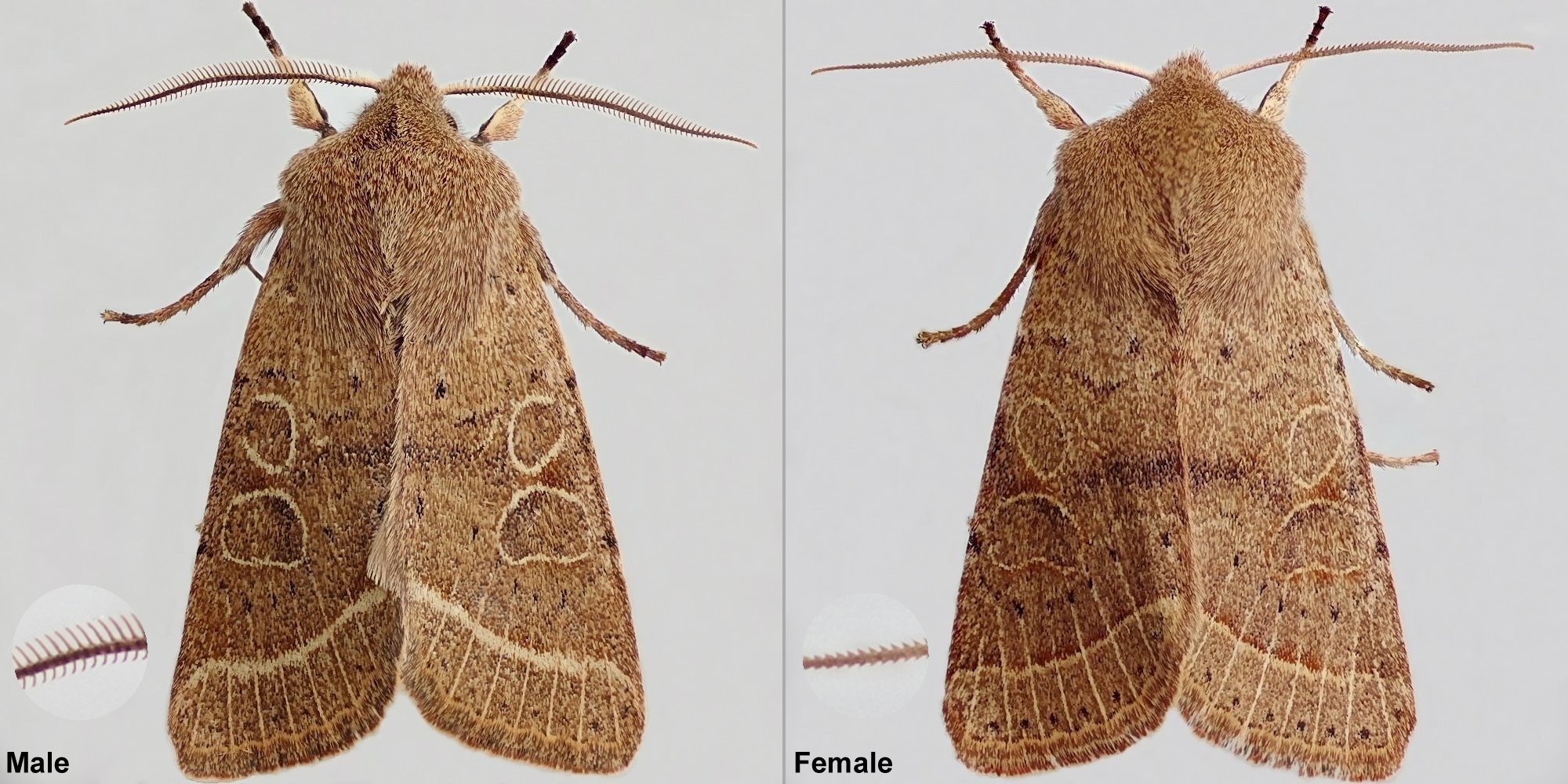 Top down shot of a male and female Common Quaker moth, highlighting the sexual dimorphism in the length of the receptors on their antennae