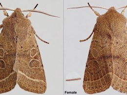 Top down shot of a male and female Common Quaker moth, highlighting the sexual dimorphism in the length of the receptors on their antennae