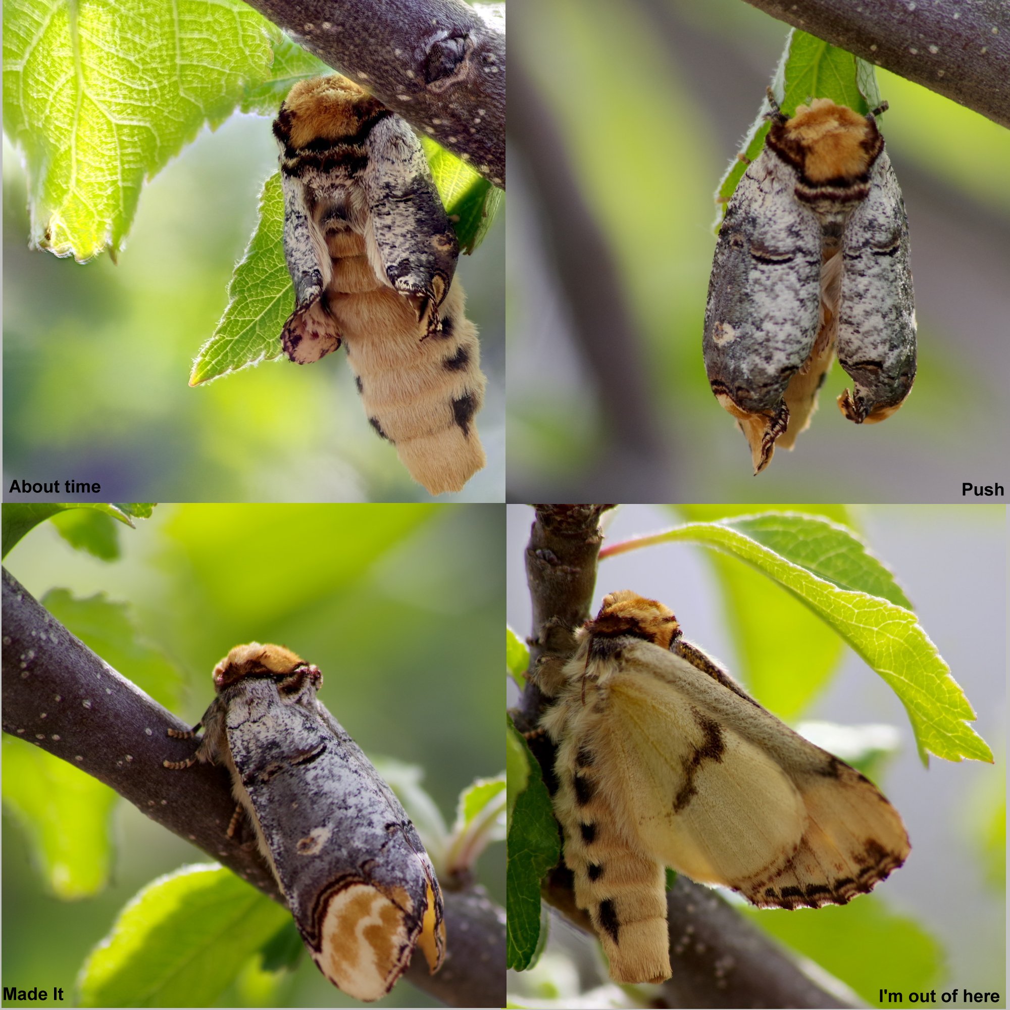 2x2 grid of photos of a moth emerging from its cocoon