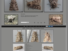 Comparison of the Mothography system, and the first websites layout