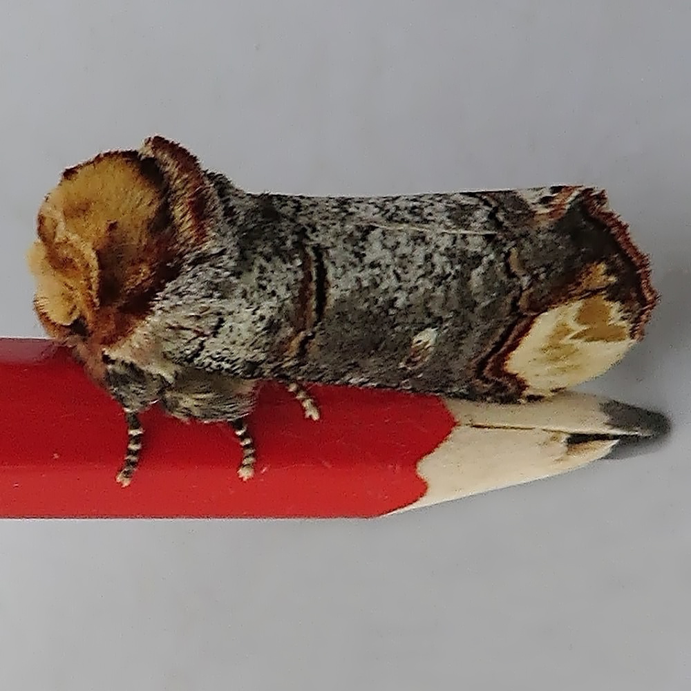 Buff Tip moth resting on the end of a pencil