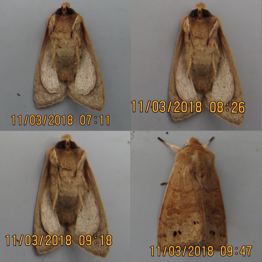 2x2 grid of some photos of moths